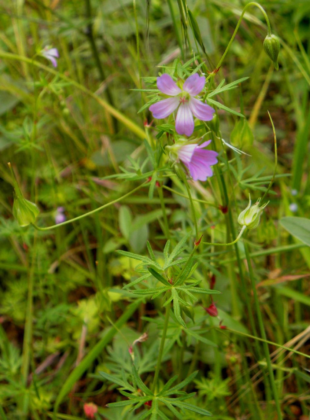 Geranium columbinum